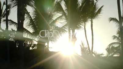 Bright evening sun shining among the palms