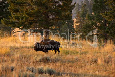 Yellowstone National Park, USA