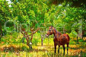 Digital painting of a chestnut horse out grazing in a field