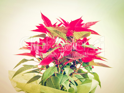 Poinsettia Christmas star