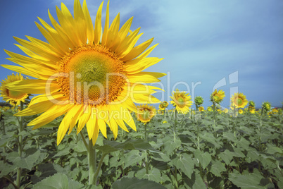 Sunflower