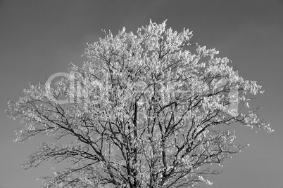 Baum mit Schnee, Schwarz-Weiss
