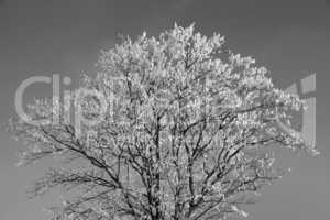 Baum mit Schnee, Schwarz-Weiss