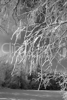 Baum mit Schnee, Schwarz-Weiss