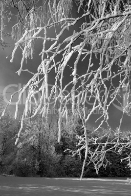 Baum mit Schnee, Schwarz-Weiss