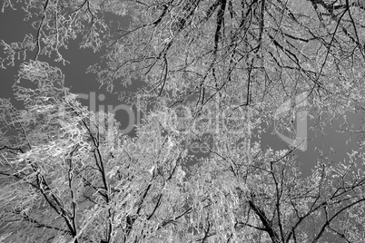 Baum mit Schnee, Schwarz-Weiss