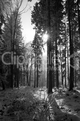 Wald im Schnee, Schwarz-Weiss