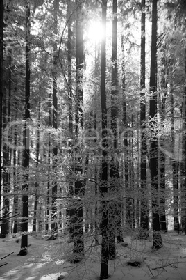 Wald im Schnee, Schwarz-Weiss