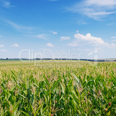 green corn field and blue sky