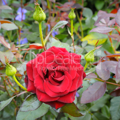 rose flower on garden background