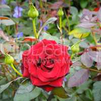 rose flower on garden background