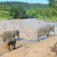 herds of elephants bathing in the river