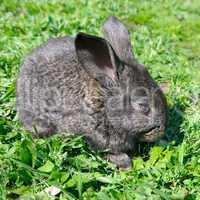 little rabbit on green grass background