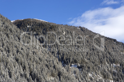 Snowy fir trees on a mountain
