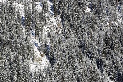 Snowy fir trees on a mountain