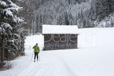 Cross-country skiers in the forest