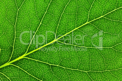 Leaf of a plant