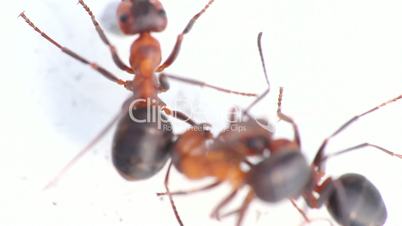 three insect of  ant  macro fight