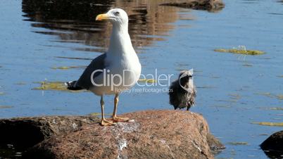 seagull with a baby bird on a stone in a colony of birds, with a voice