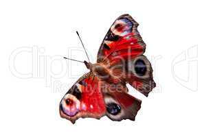The butterfly on a white background