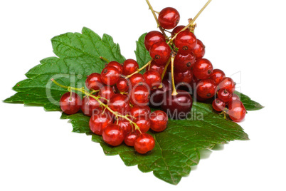 Currant and cherry