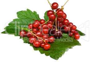 Currant and cherry