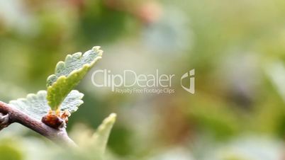 macro stone vegetation polar leaf summer