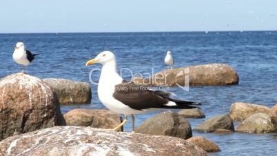 rare seagull close up. a colony of birds with voices