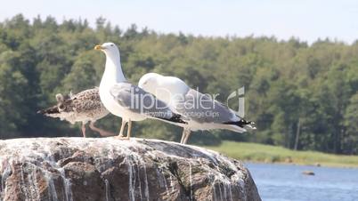 family of seagulls, feeding of a chick , sea birds colony life