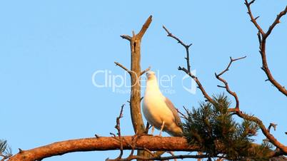 seagull big white on a branch. colony of birds. voices of birds