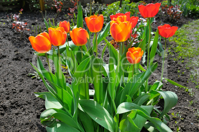 tulips in the garden flowerbed