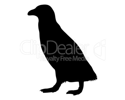 Pinguin Silhouette