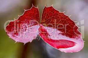 Red leaves Mahonia