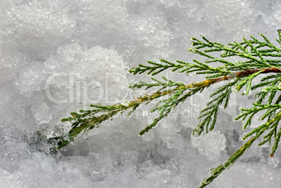 Branch of juniperus