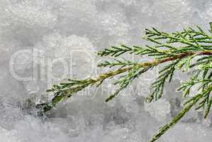 Branch of juniperus