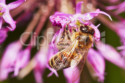 Bee on the Allium Flower