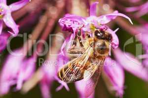 Bee on the Allium Flower