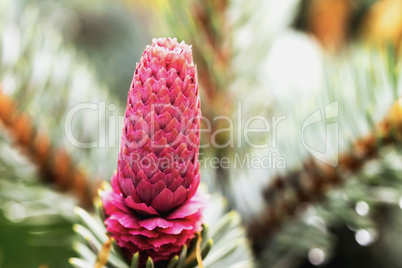 Fir cone3