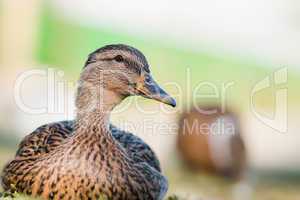 Great brown duck