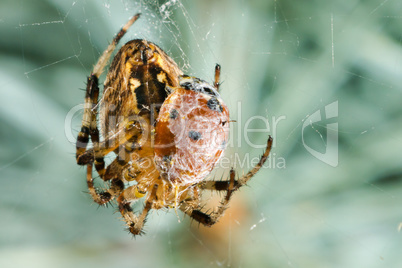 Spider with prey ladybug