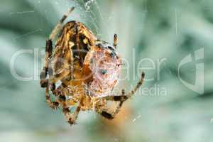 Spider with prey ladybug
