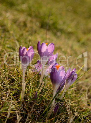 Crocus