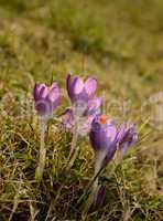 Crocus