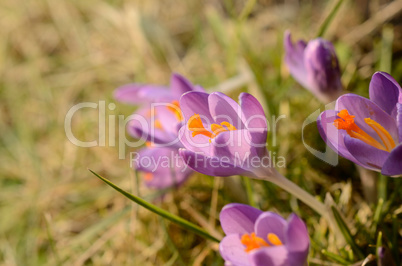 Violet crocus