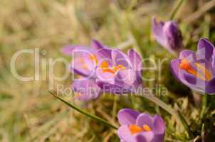 Violet crocus