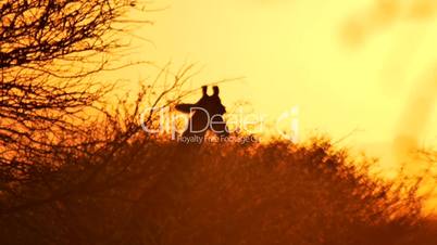 African sunset with Giraffe