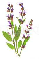 Salbei (Salvia officinalis)