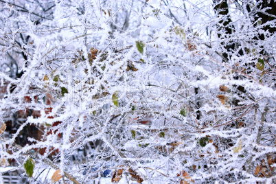 fabulous hoarfrost on the trees