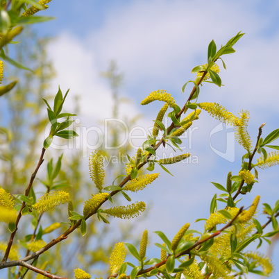 willow twigs on blue sky background