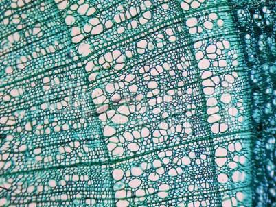 Tilia stem micrograph